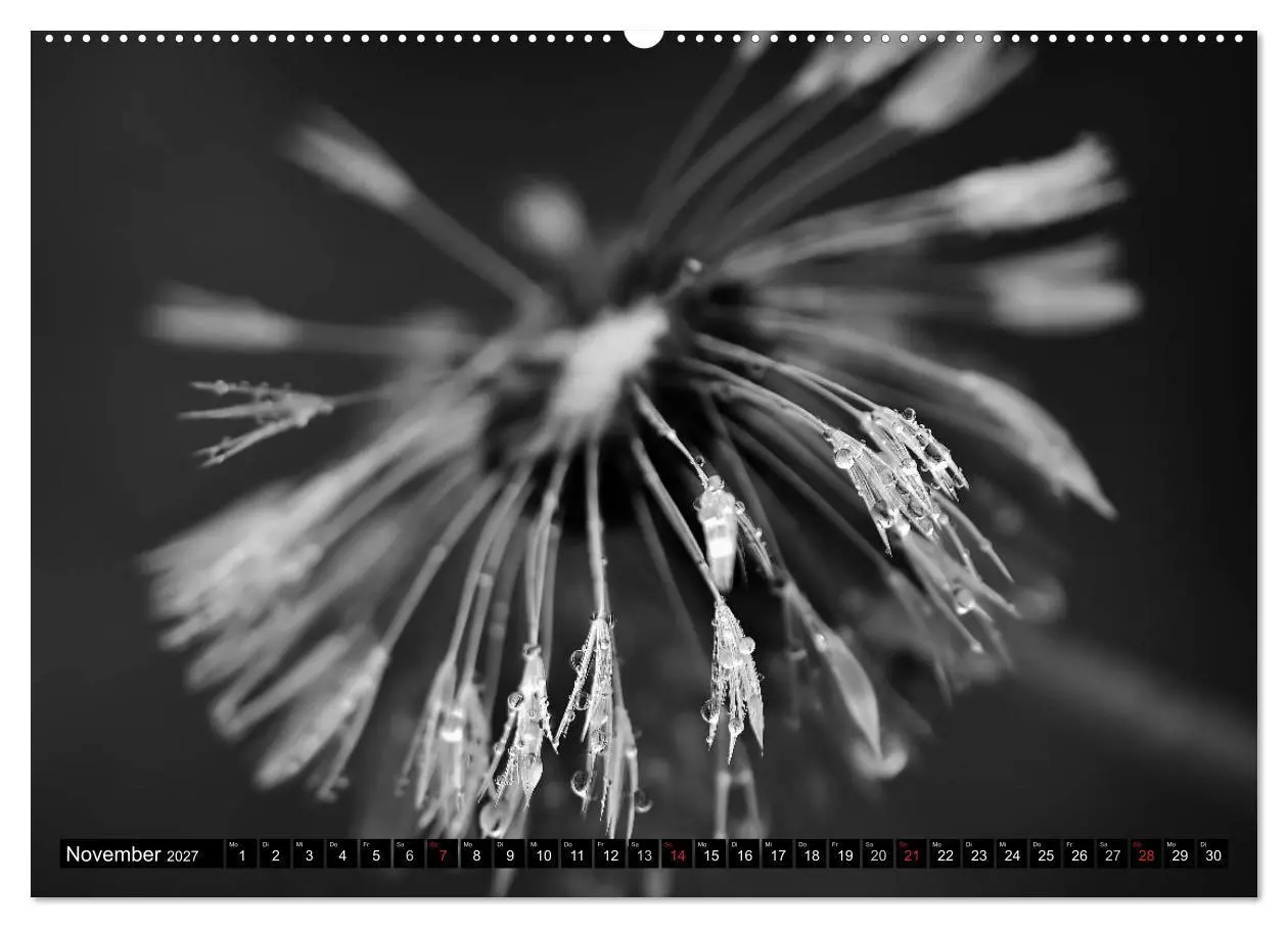 Bild: 9783594089163 | Pusteblume - Impressionen in schwarzweiß (hochwertiger Premium...