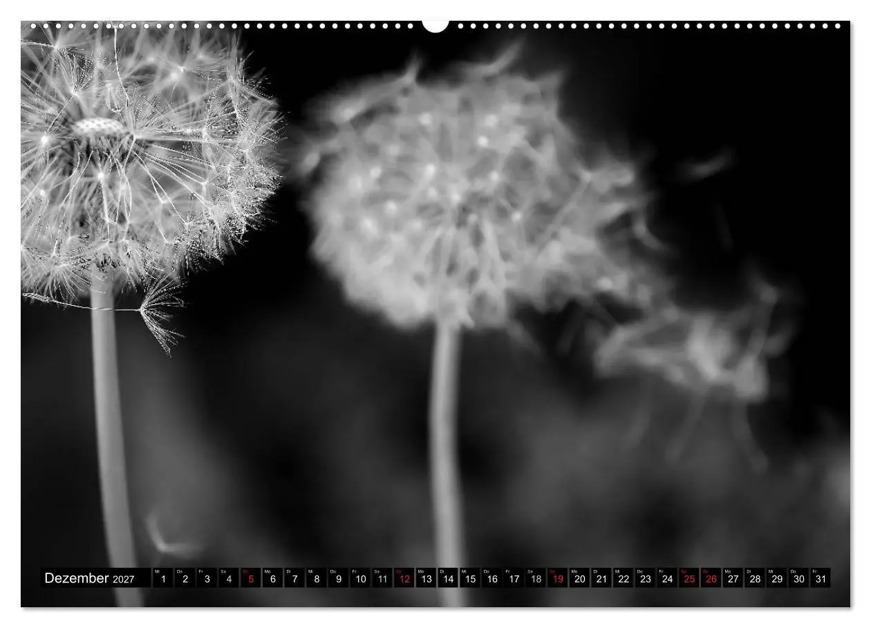 Bild: 9783594089163 | Pusteblume - Impressionen in schwarzweiß (hochwertiger Premium...