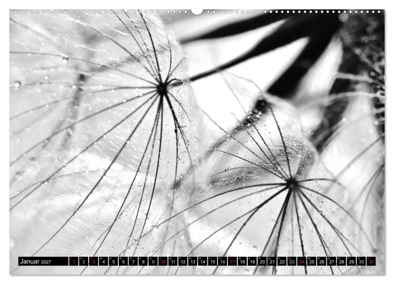 Bild: 9783594089163 | Pusteblume - Impressionen in schwarzweiß (hochwertiger Premium...