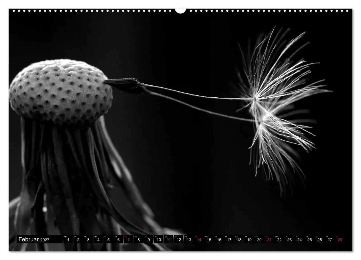 Bild: 9783594089163 | Pusteblume - Impressionen in schwarzweiß (hochwertiger Premium...