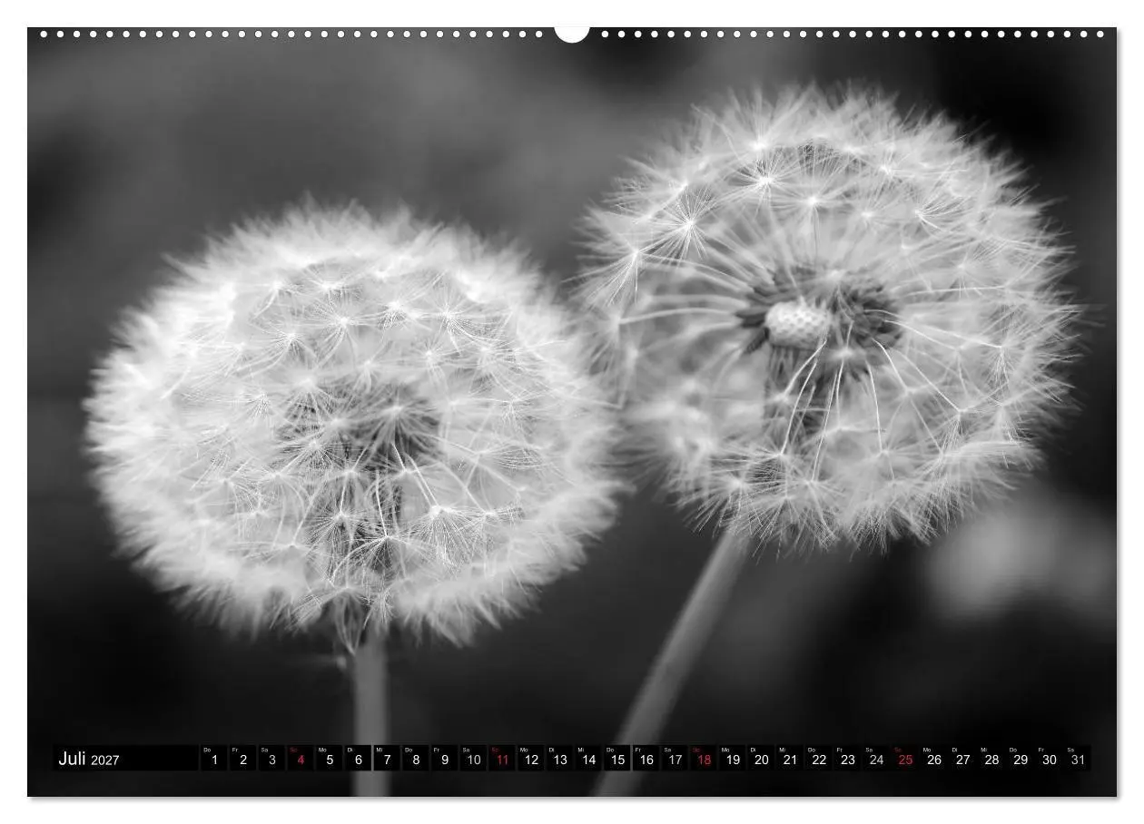 Bild: 9783594089163 | Pusteblume - Impressionen in schwarzweiß (hochwertiger Premium...