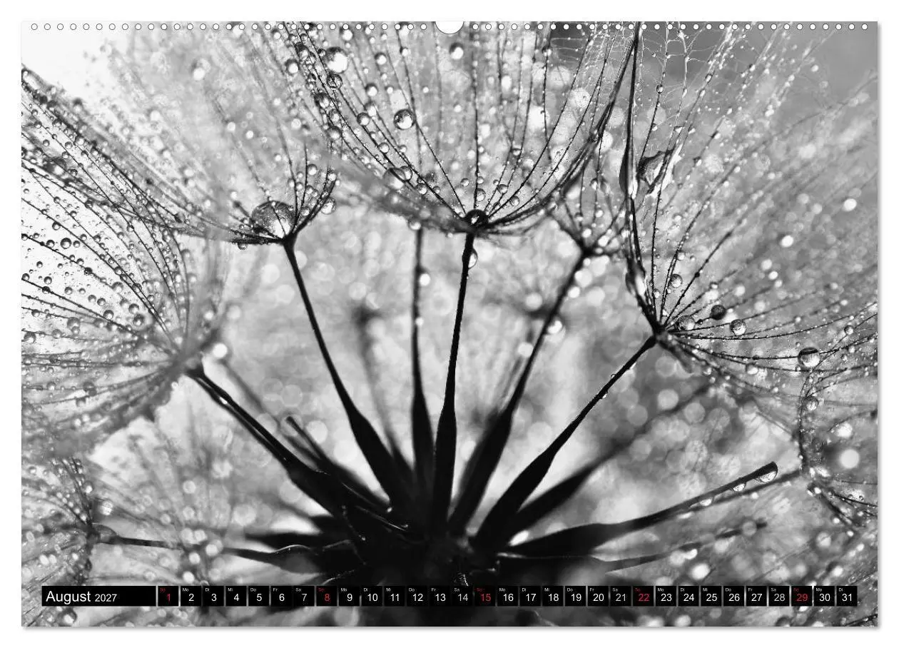Bild: 9783594089163 | Pusteblume - Impressionen in schwarzweiß (hochwertiger Premium...