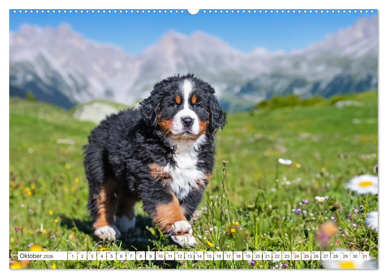Bild: 9783457389263 | Berner Sennenhund - Der beste Freund fürs Leben (hochwertiger...