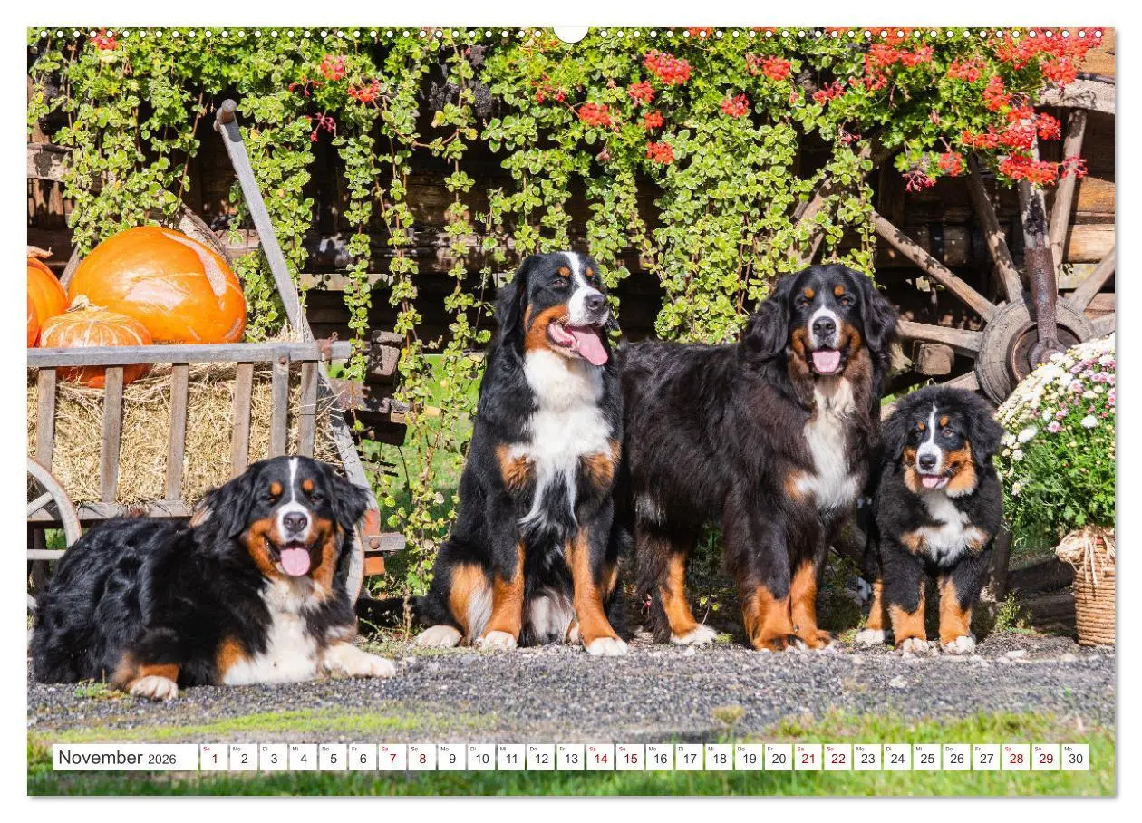 Bild: 9783457389263 | Berner Sennenhund - Der beste Freund fürs Leben (hochwertiger...