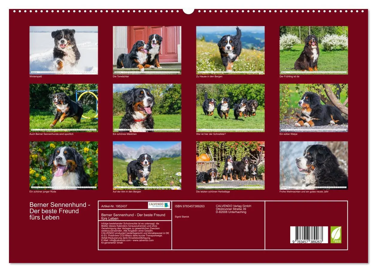 Bild: 9783457389263 | Berner Sennenhund - Der beste Freund fürs Leben (hochwertiger...