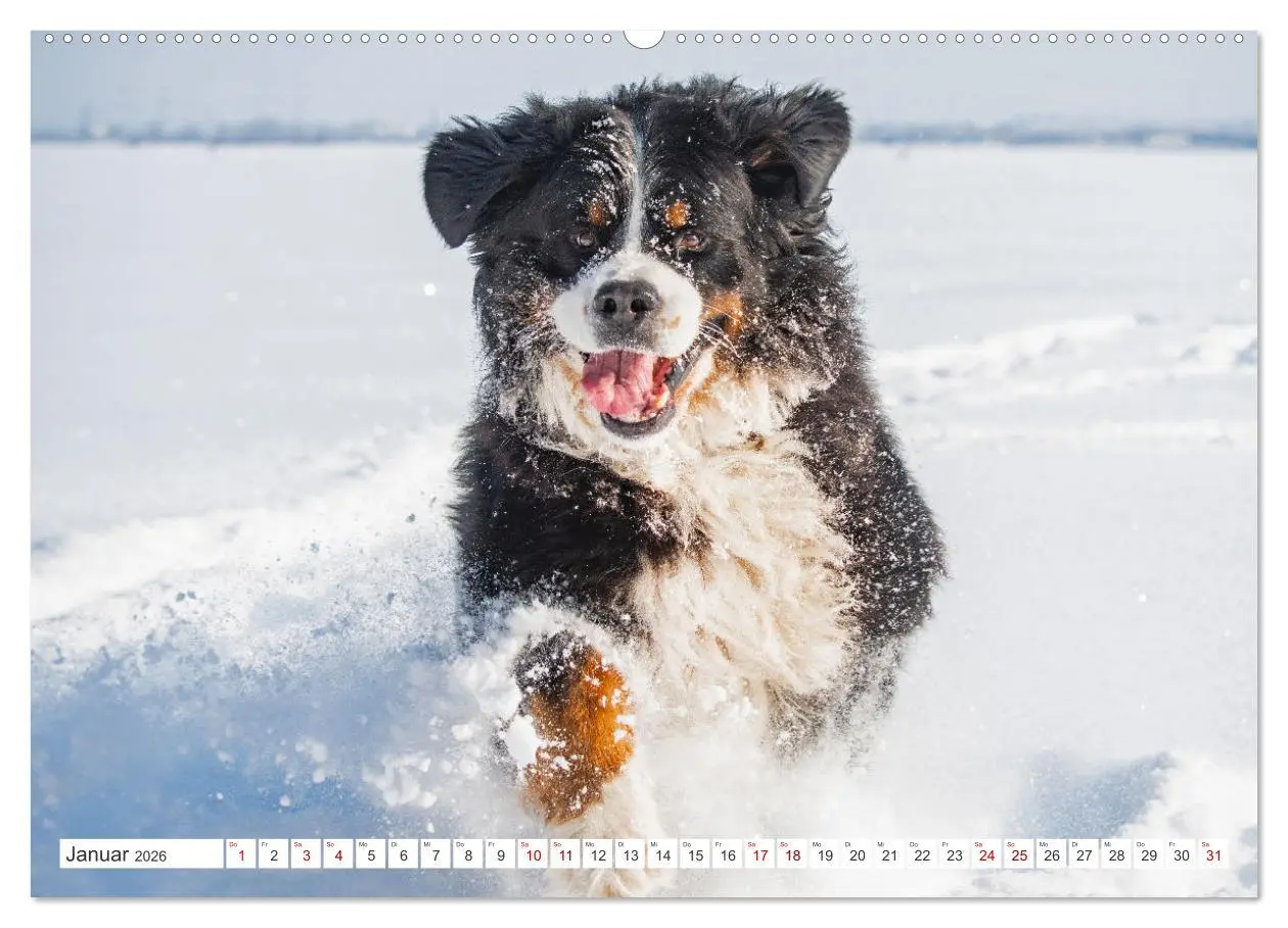 Bild: 9783457389263 | Berner Sennenhund - Der beste Freund fürs Leben (hochwertiger...