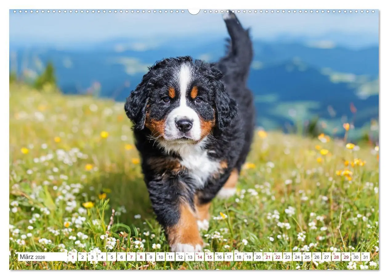 Bild: 9783457389263 | Berner Sennenhund - Der beste Freund fürs Leben (hochwertiger...