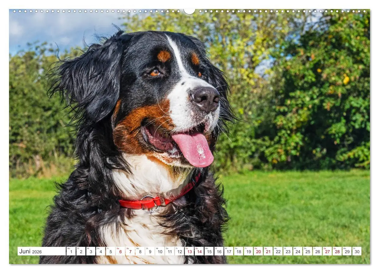 Bild: 9783457389263 | Berner Sennenhund - Der beste Freund fürs Leben (hochwertiger...