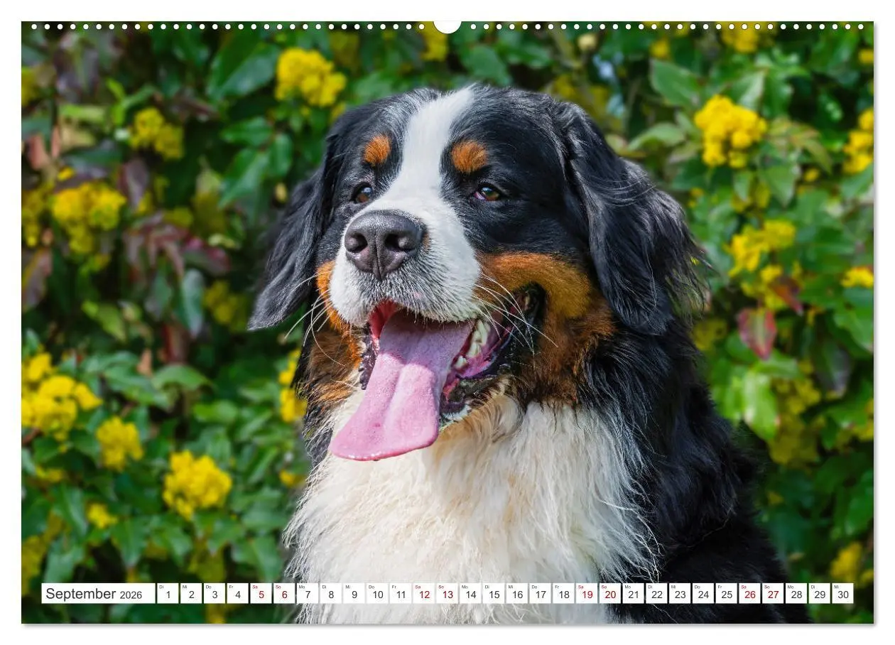Bild: 9783457389263 | Berner Sennenhund - Der beste Freund fürs Leben (hochwertiger...