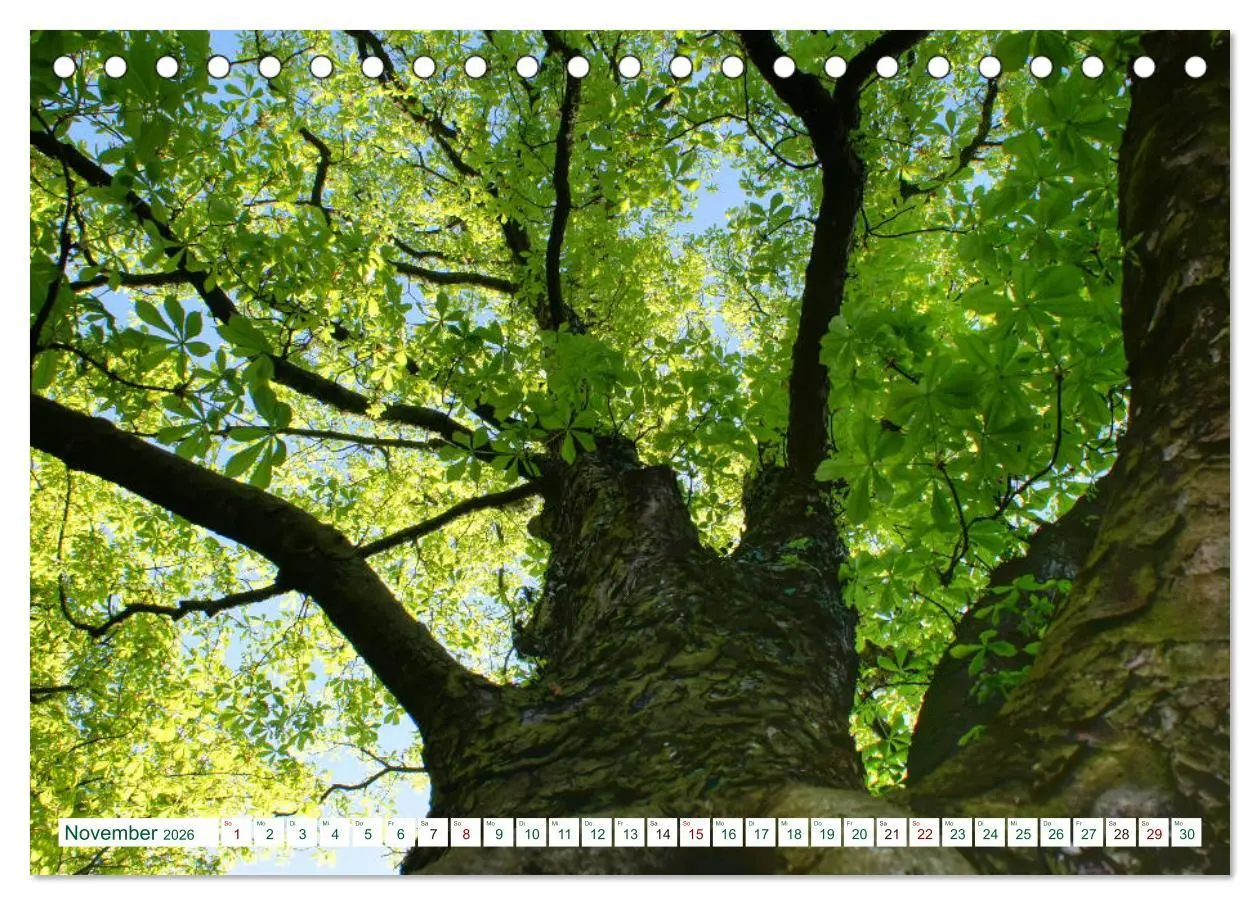 Bild: 9783457769263 | GRÜN . Die Kraft der Natur (Tischkalender 2026 DIN A5 quer),...