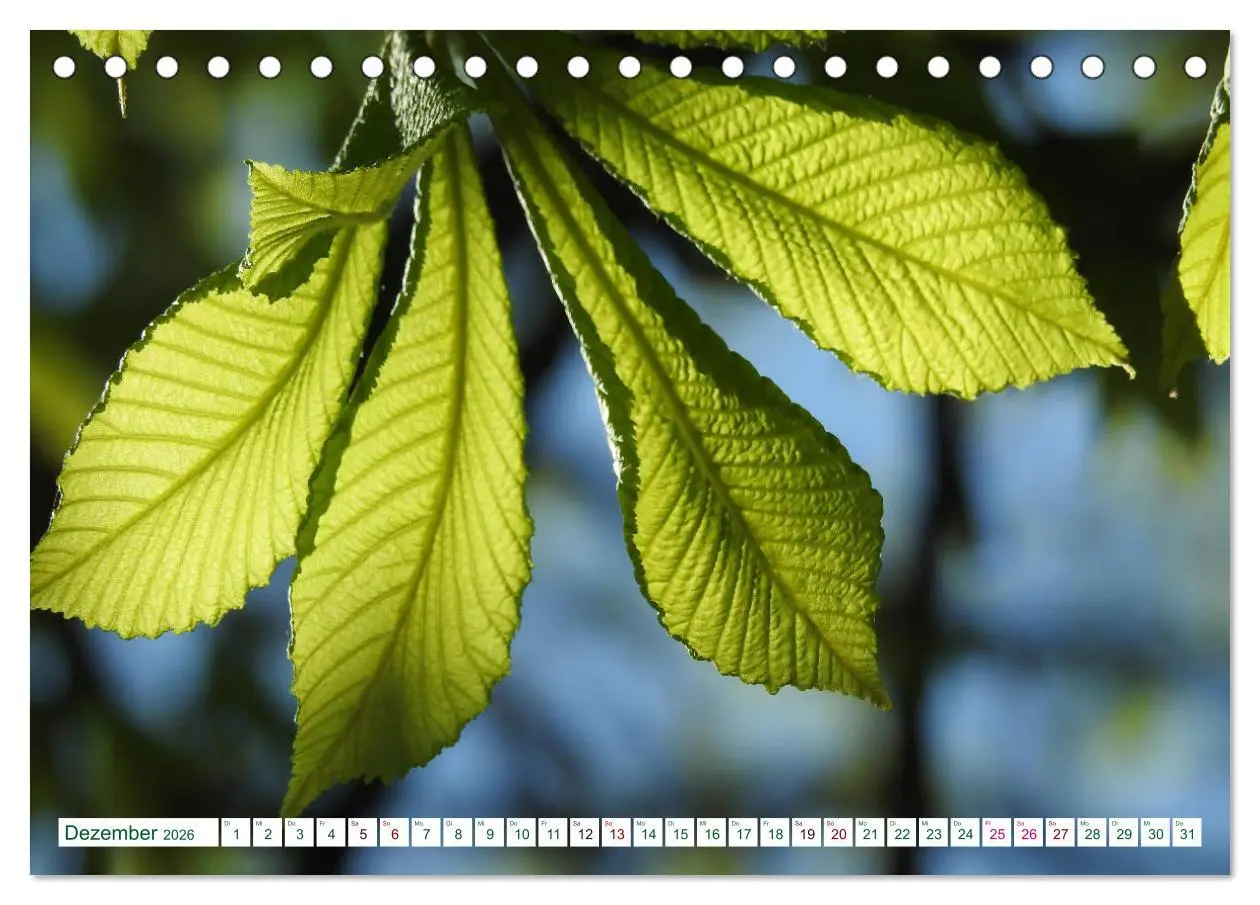 Bild: 9783457769263 | GRÜN . Die Kraft der Natur (Tischkalender 2026 DIN A5 quer),...