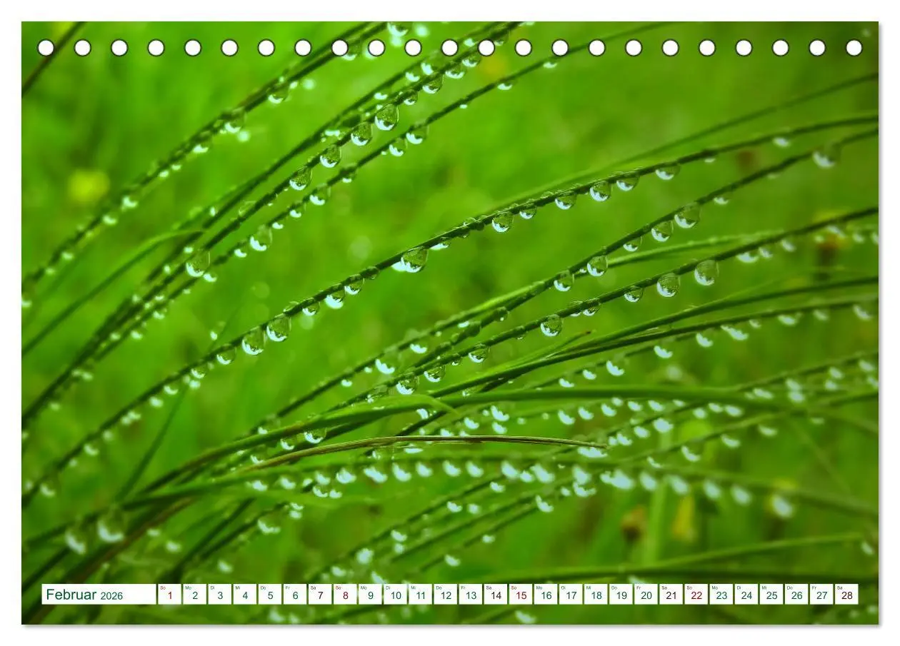 Bild: 9783457769263 | GRÜN . Die Kraft der Natur (Tischkalender 2026 DIN A5 quer),...