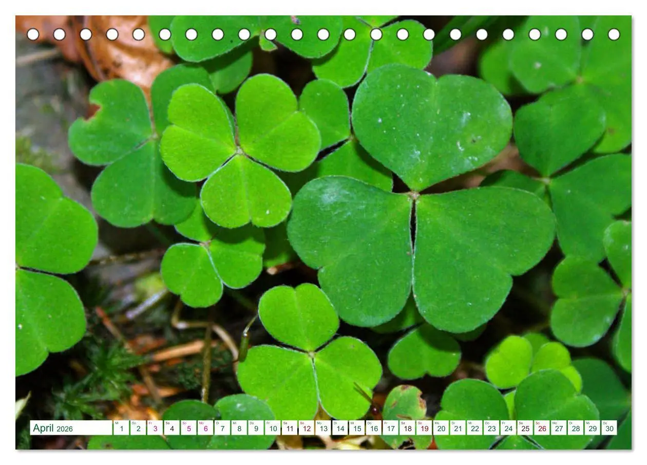 Bild: 9783457769263 | GRÜN . Die Kraft der Natur (Tischkalender 2026 DIN A5 quer),...