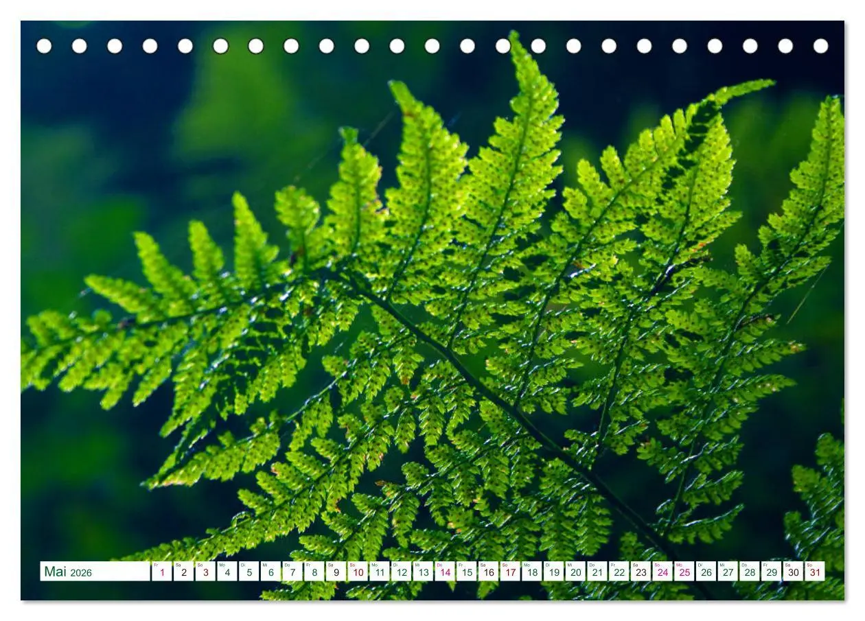 Bild: 9783457769263 | GRÜN . Die Kraft der Natur (Tischkalender 2026 DIN A5 quer),...