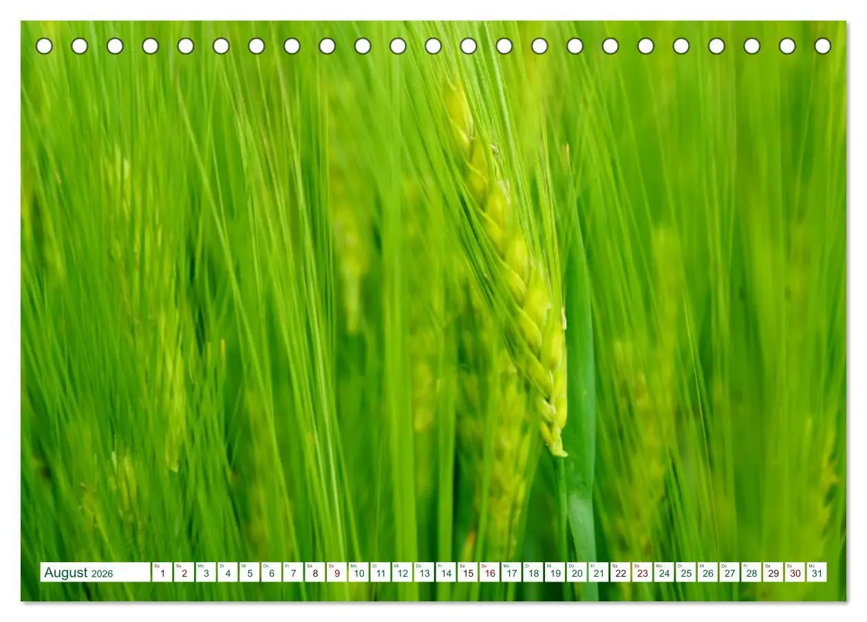 Bild: 9783457769263 | GRÜN . Die Kraft der Natur (Tischkalender 2026 DIN A5 quer),...