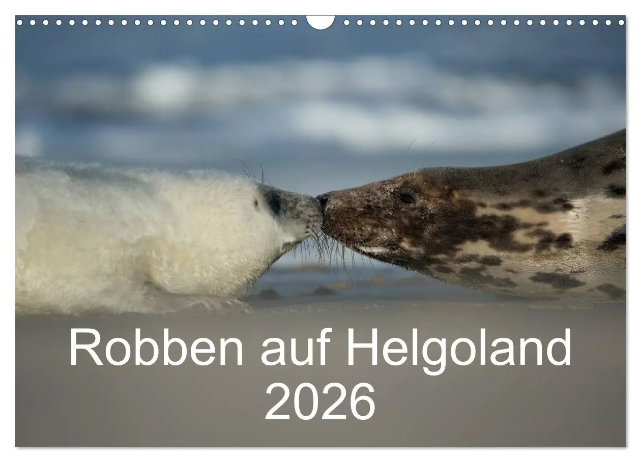 Cover: 9783516239263 | Robben auf Helgoland 2026 (Wandkalender 2026 DIN A3 quer), CALVENDO...