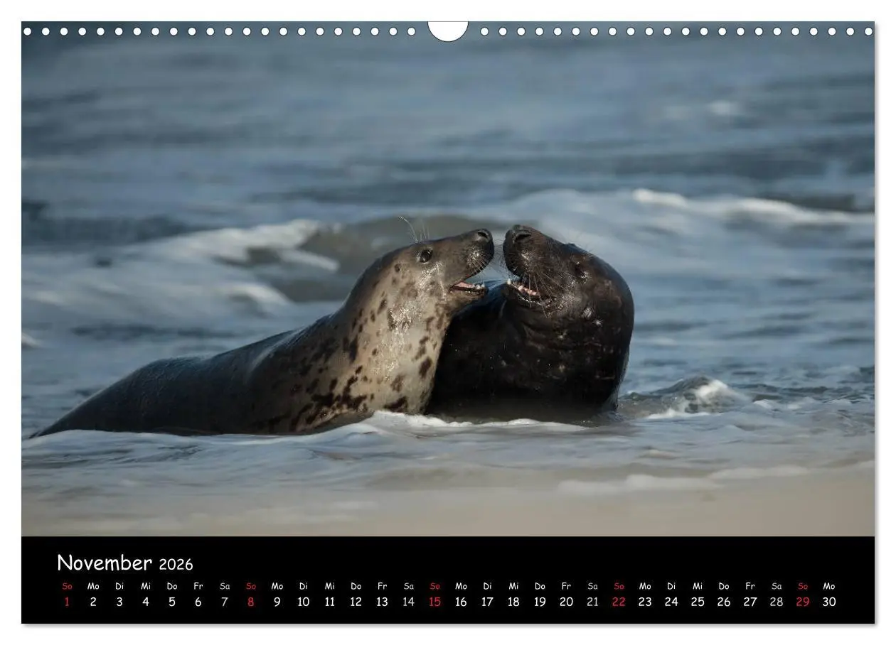 Bild: 9783516239263 | Robben auf Helgoland 2026 (Wandkalender 2026 DIN A3 quer), CALVENDO...