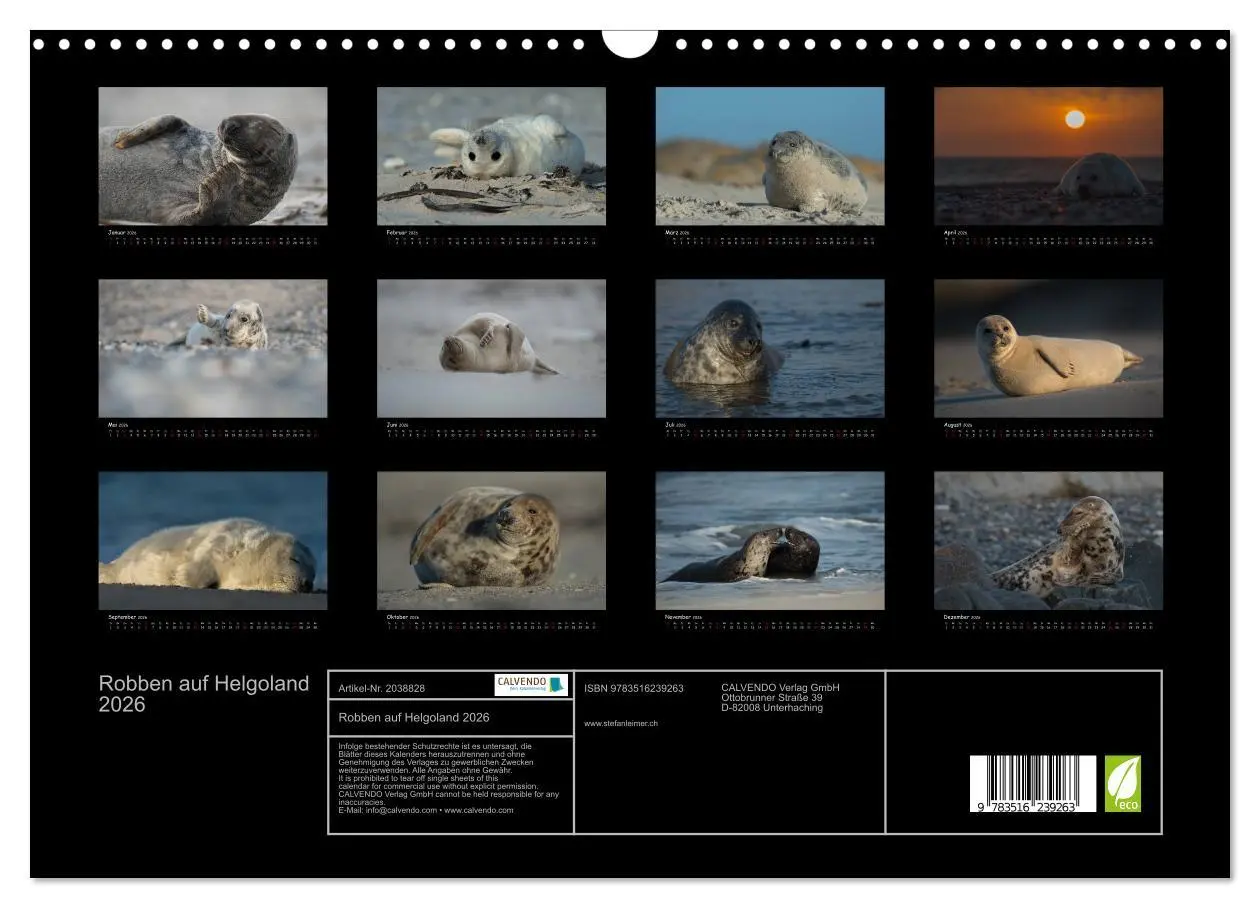 Bild: 9783516239263 | Robben auf Helgoland 2026 (Wandkalender 2026 DIN A3 quer), CALVENDO...