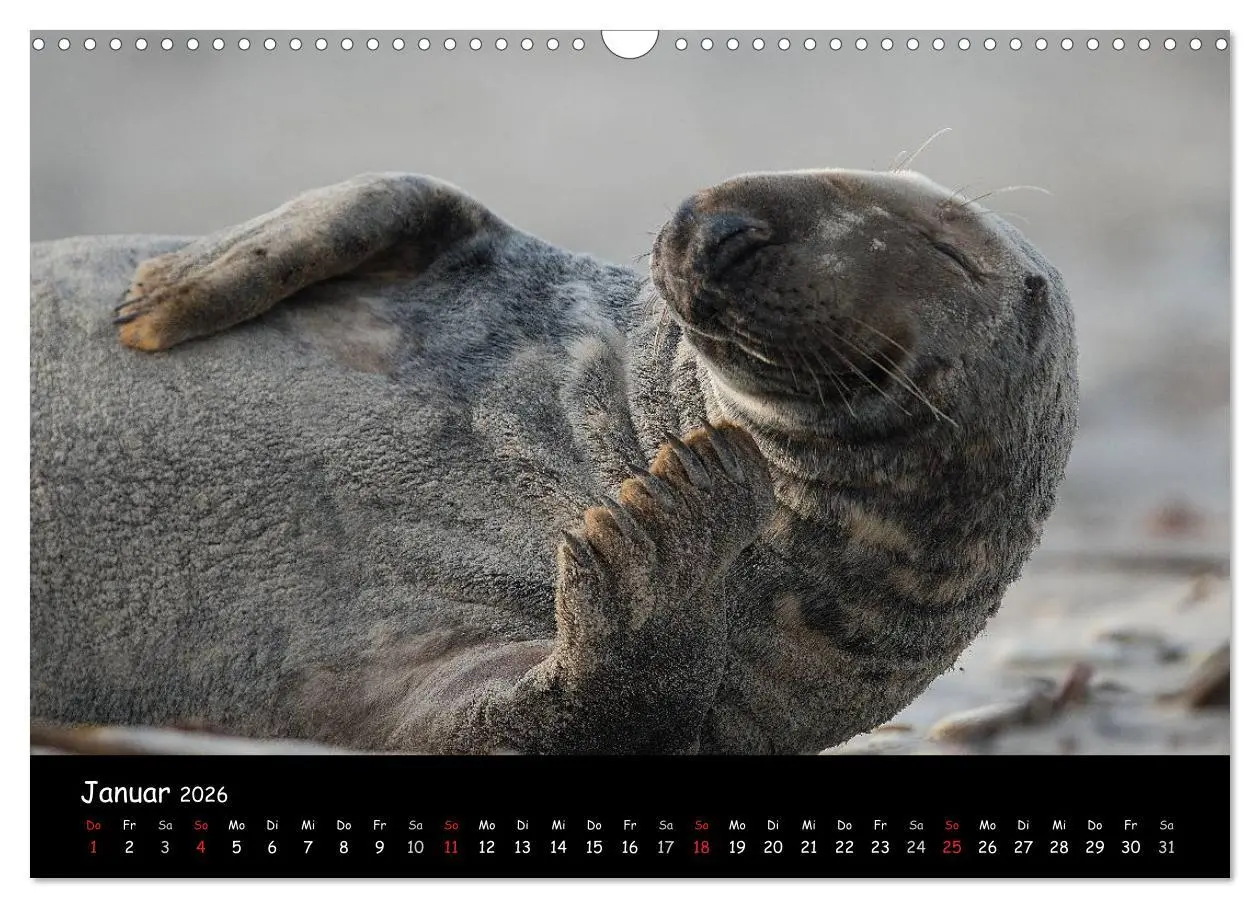 Bild: 9783516239263 | Robben auf Helgoland 2026 (Wandkalender 2026 DIN A3 quer), CALVENDO...
