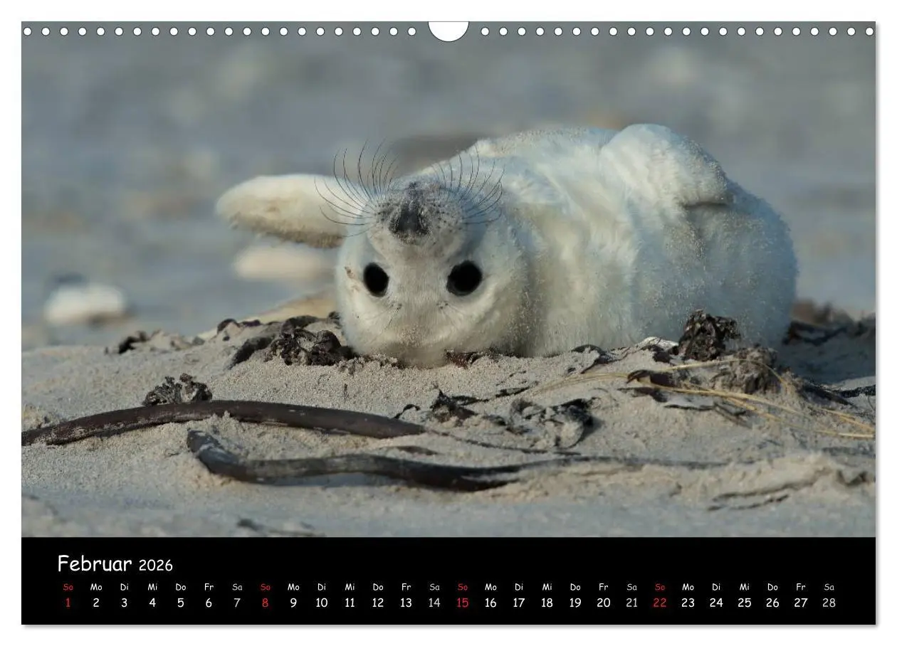Bild: 9783516239263 | Robben auf Helgoland 2026 (Wandkalender 2026 DIN A3 quer), CALVENDO...