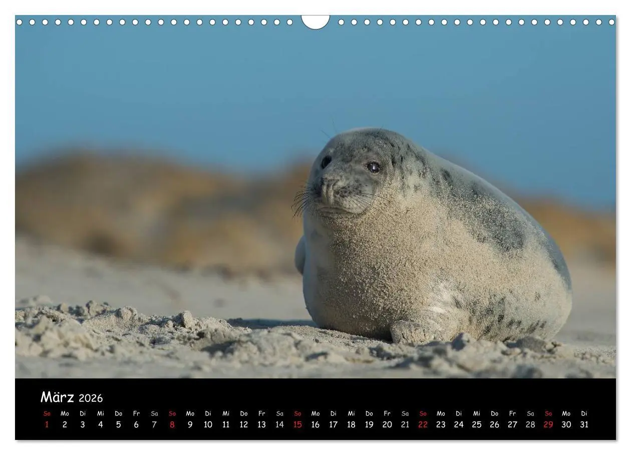 Bild: 9783516239263 | Robben auf Helgoland 2026 (Wandkalender 2026 DIN A3 quer), CALVENDO...
