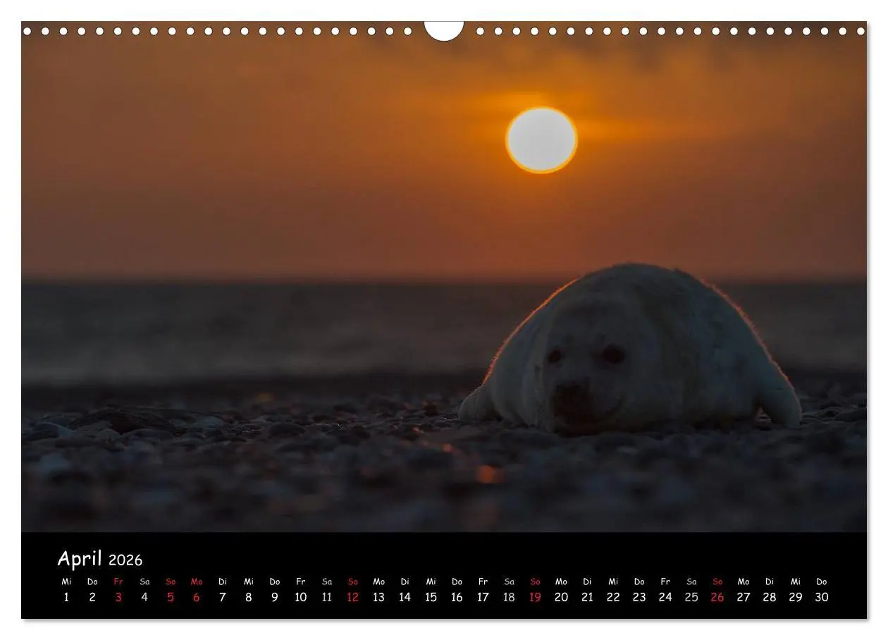 Bild: 9783516239263 | Robben auf Helgoland 2026 (Wandkalender 2026 DIN A3 quer), CALVENDO...