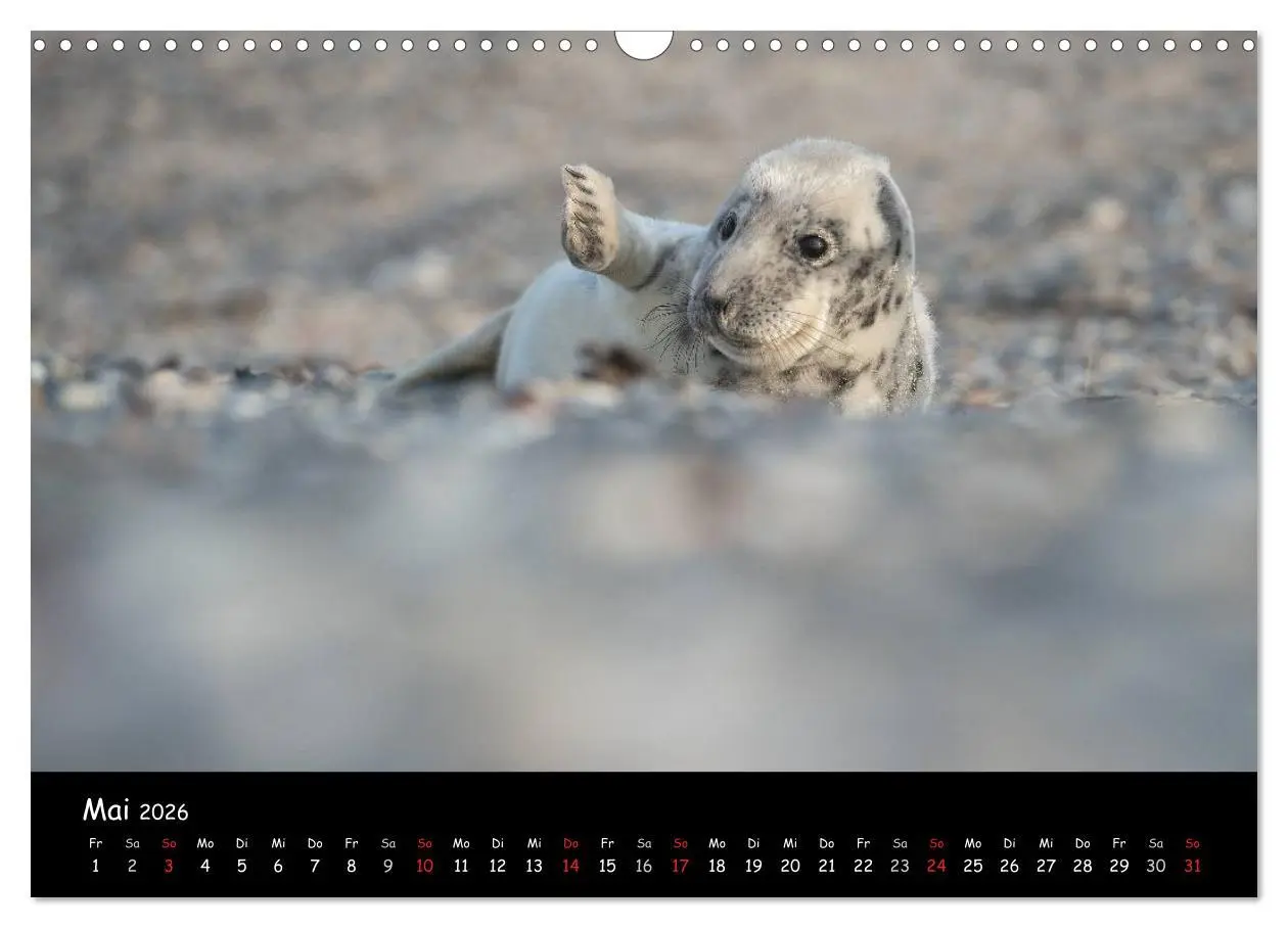 Bild: 9783516239263 | Robben auf Helgoland 2026 (Wandkalender 2026 DIN A3 quer), CALVENDO...