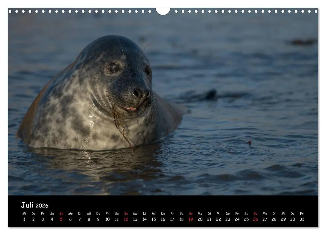 Bild: 9783516239263 | Robben auf Helgoland 2026 (Wandkalender 2026 DIN A3 quer), CALVENDO...