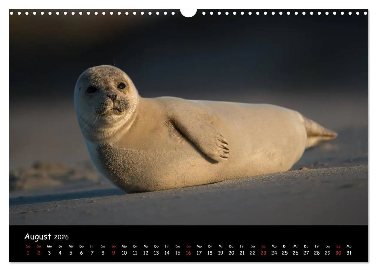 Bild: 9783516239263 | Robben auf Helgoland 2026 (Wandkalender 2026 DIN A3 quer), CALVENDO...