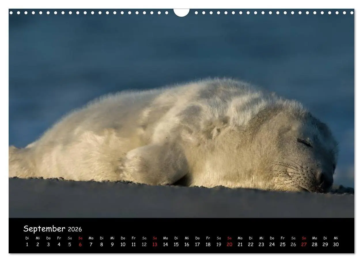 Bild: 9783516239263 | Robben auf Helgoland 2026 (Wandkalender 2026 DIN A3 quer), CALVENDO...