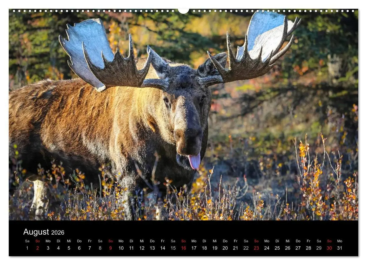 Bild: 9783516079463 | Alaska 2026 Wildes Land am Ende der Welt (hochwertiger Premium...