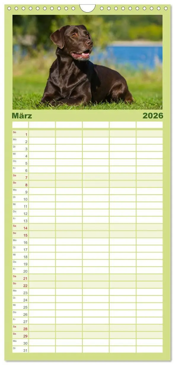 Bild: 9783516519563 | Familienplaner 2026 - Labrador Retriever 2026 mit 5 Spalten...