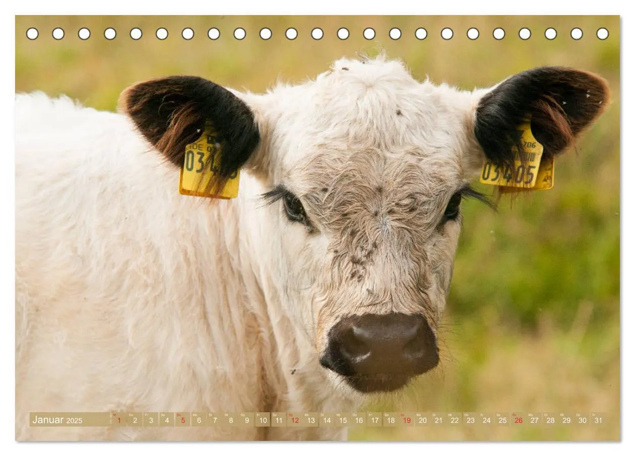 Bild: 9783435189663 | Galloway Kälbchen - Liebenswert und lockig (Tischkalender 2025 DIN...
