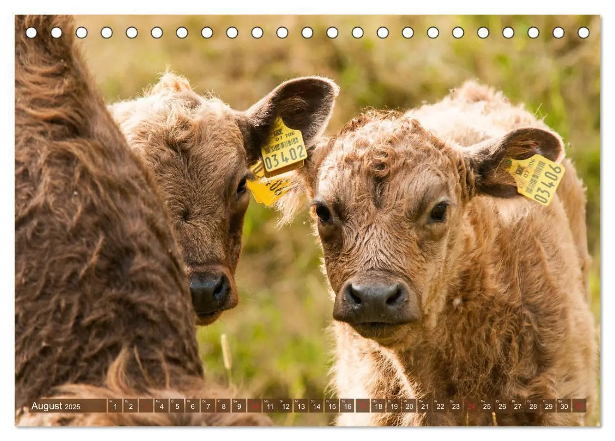 Bild: 9783435189663 | Galloway Kälbchen - Liebenswert und lockig (Tischkalender 2025 DIN...