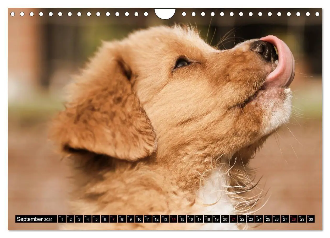 Bild: 9783435569663 | Nova Scotia Duck Tolling Retriever (Wandkalender 2025 DIN A4 quer),...