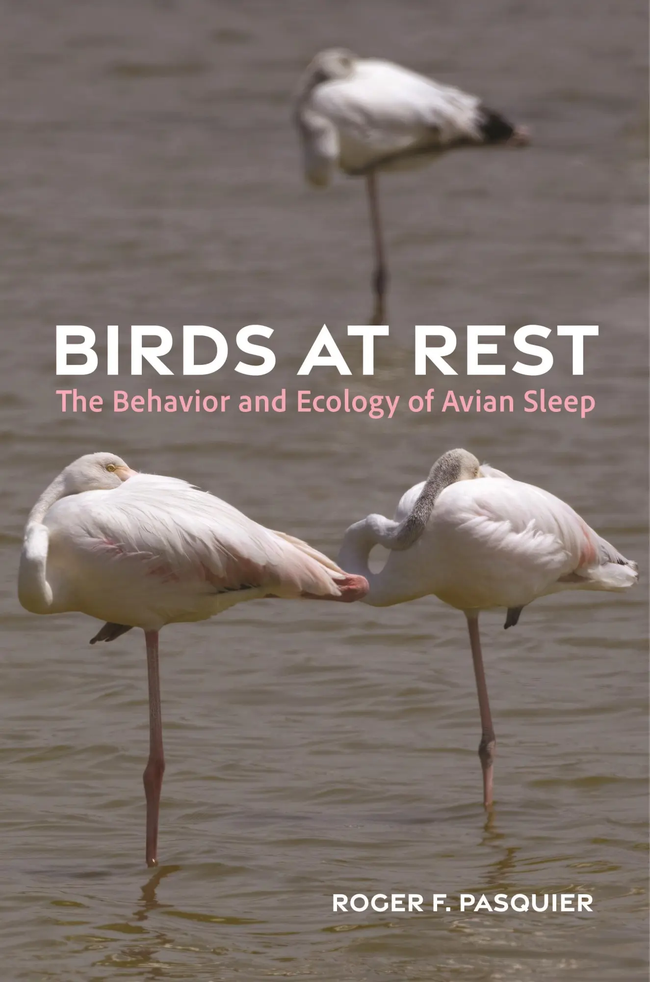 Cover: 9780691259963 | Birds at Rest | The Behavior and Ecology of Avian Sleep | Pasquier