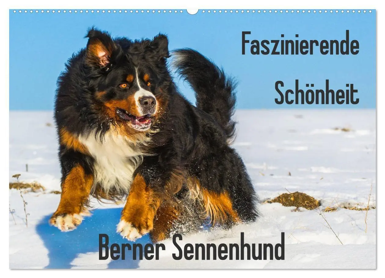 Cover: 9783569809963 | Faszinierende Schönheit Berner Sennenhund (Wandkalender 2027 DIN A2...