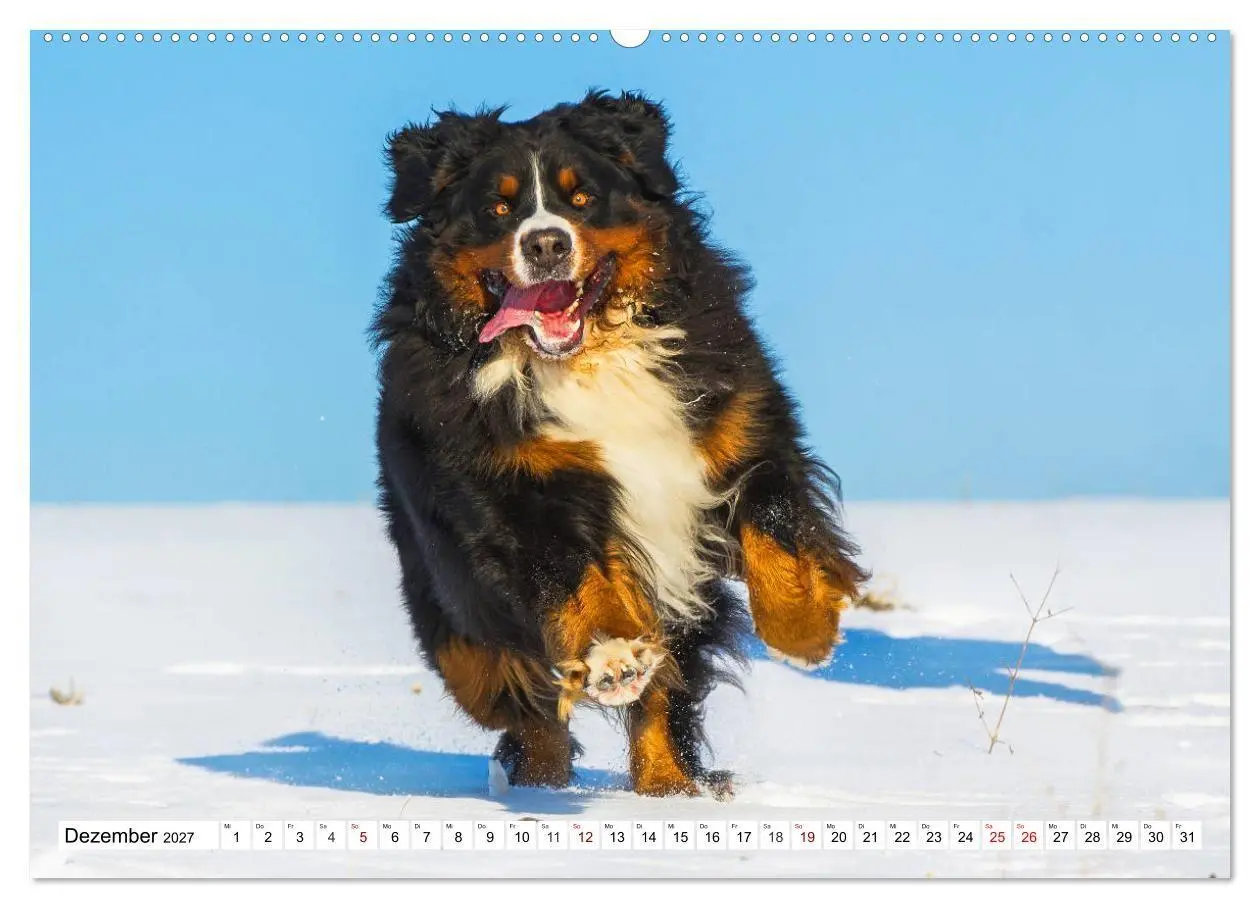 Bild: 9783569809963 | Faszinierende Schönheit Berner Sennenhund (Wandkalender 2027 DIN A2...
