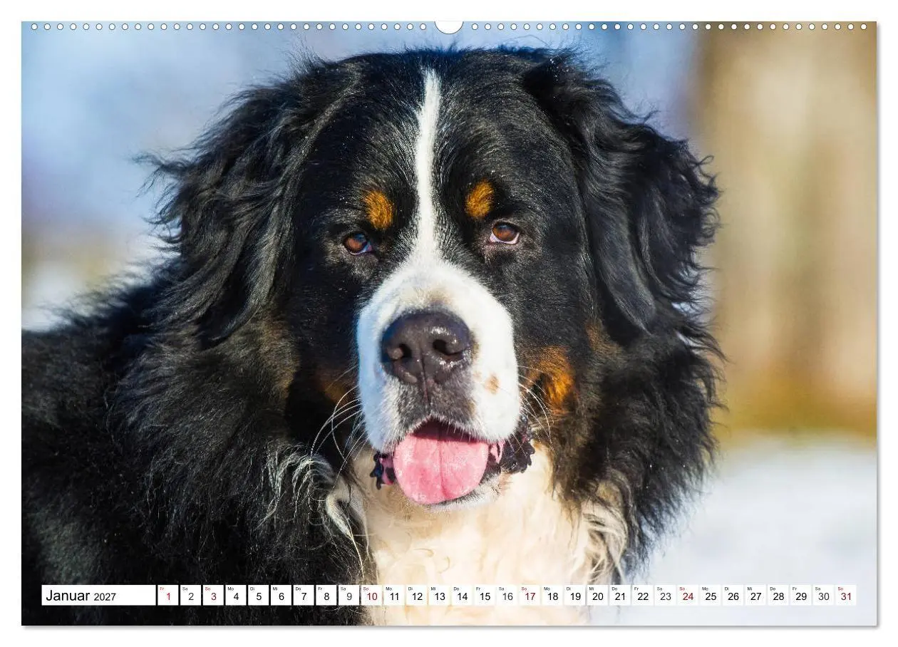 Bild: 9783569809963 | Faszinierende Schönheit Berner Sennenhund (Wandkalender 2027 DIN A2...