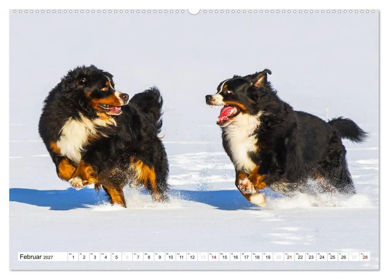 Bild: 9783569809963 | Faszinierende Schönheit Berner Sennenhund (Wandkalender 2027 DIN A2...