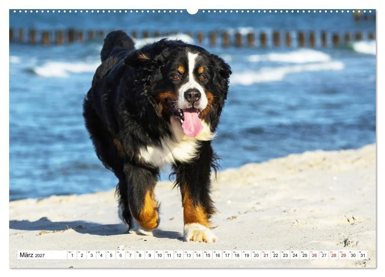 Bild: 9783569809963 | Faszinierende Schönheit Berner Sennenhund (Wandkalender 2027 DIN A2...