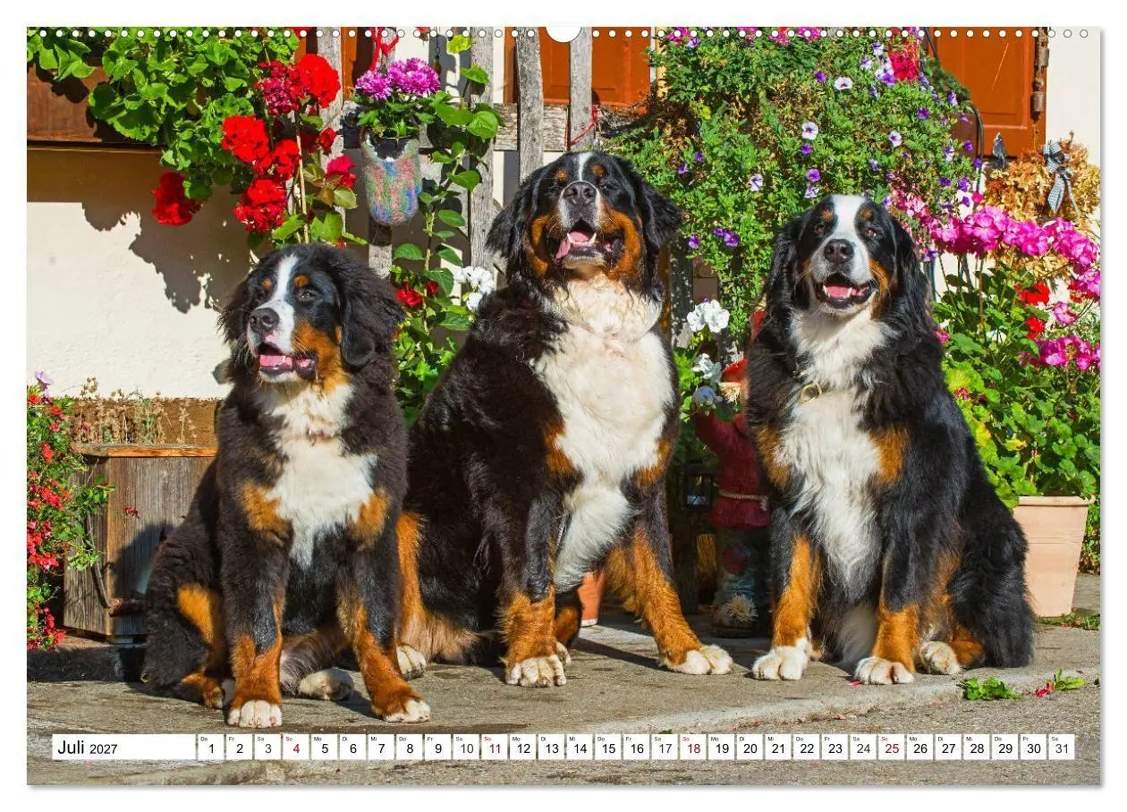 Bild: 9783569809963 | Faszinierende Schönheit Berner Sennenhund (Wandkalender 2027 DIN A2...