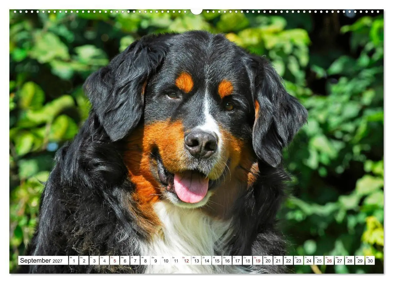 Bild: 9783569809963 | Faszinierende Schönheit Berner Sennenhund (Wandkalender 2027 DIN A2...