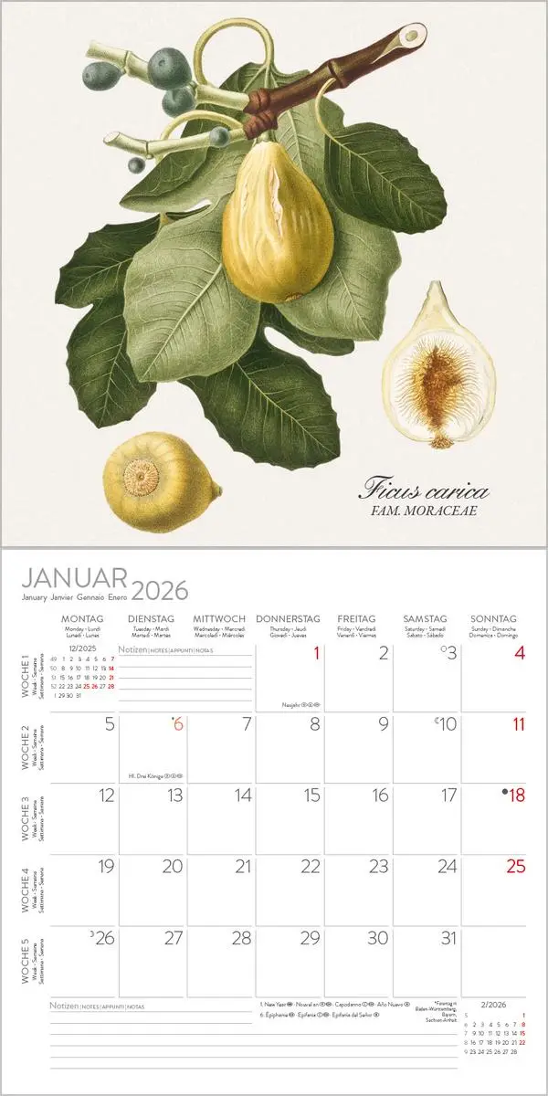 Bild: 9783731890164 | Botanicum 2026 | Verlag Korsch | Kalender | 13 S. | Deutsch | 2026