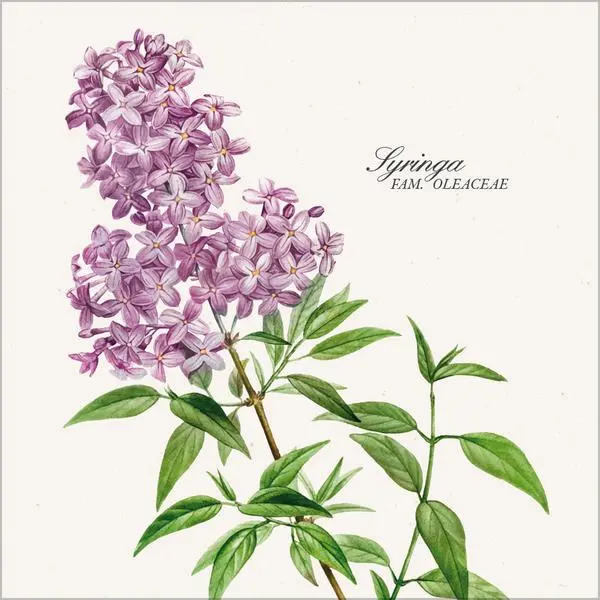 Bild: 9783731890164 | Botanicum 2026 | Verlag Korsch | Kalender | 13 S. | Deutsch | 2026