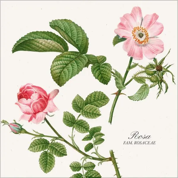 Bild: 9783731890164 | Botanicum 2026 | Verlag Korsch | Kalender | 13 S. | Deutsch | 2026