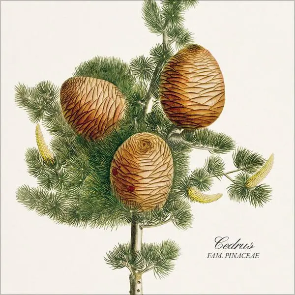Bild: 9783731890164 | Botanicum 2026 | Verlag Korsch | Kalender | 13 S. | Deutsch | 2026