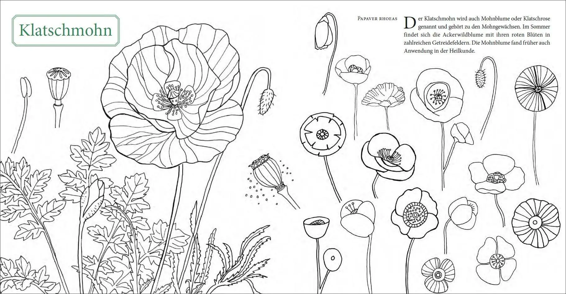 Bild: 9783961570164 | Klostergärten | Anna-Katharina Stahl | Taschenbuch | 64 S. | Deutsch