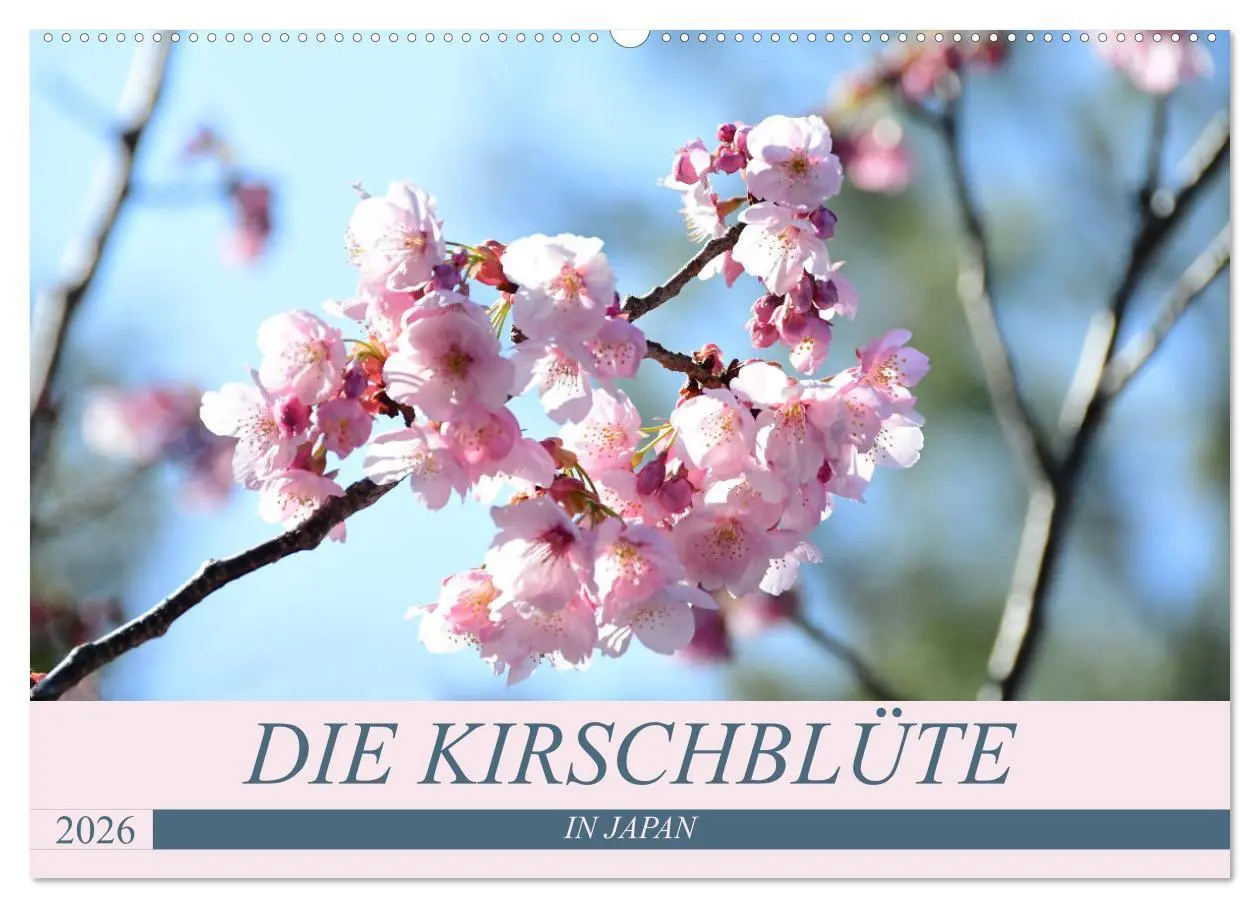 Cover: 9783457710364 | Die Kirschblüte in Japan (Wandkalender 2026 DIN A2 quer), CALVENDO...
