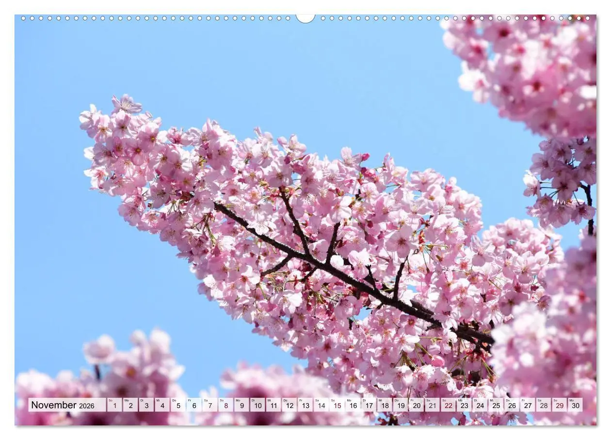 Bild: 9783457710364 | Die Kirschblüte in Japan (Wandkalender 2026 DIN A2 quer), CALVENDO...